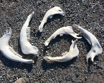 Nature Cleaned Large Jawbone for Halloween Decoration - One Assorted Jawbone