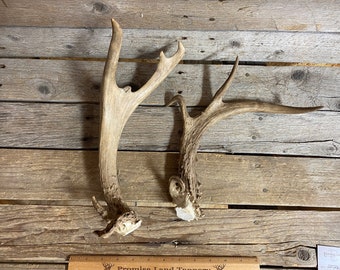 Lot of 2 Craft Quality Whitetail Deer Antlers - Medium Antlers - Lot No. 220206-T
