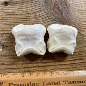 Horse Short Pastern Bones - Real Bone - Lot No. 220921-CC