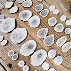 May include: A collection of various-sized, off-white antler slices with a gray-brown center, arranged on a weathered wooden surface. The slices vary in shape, from oval to round, showcasing natural textures and patterns.