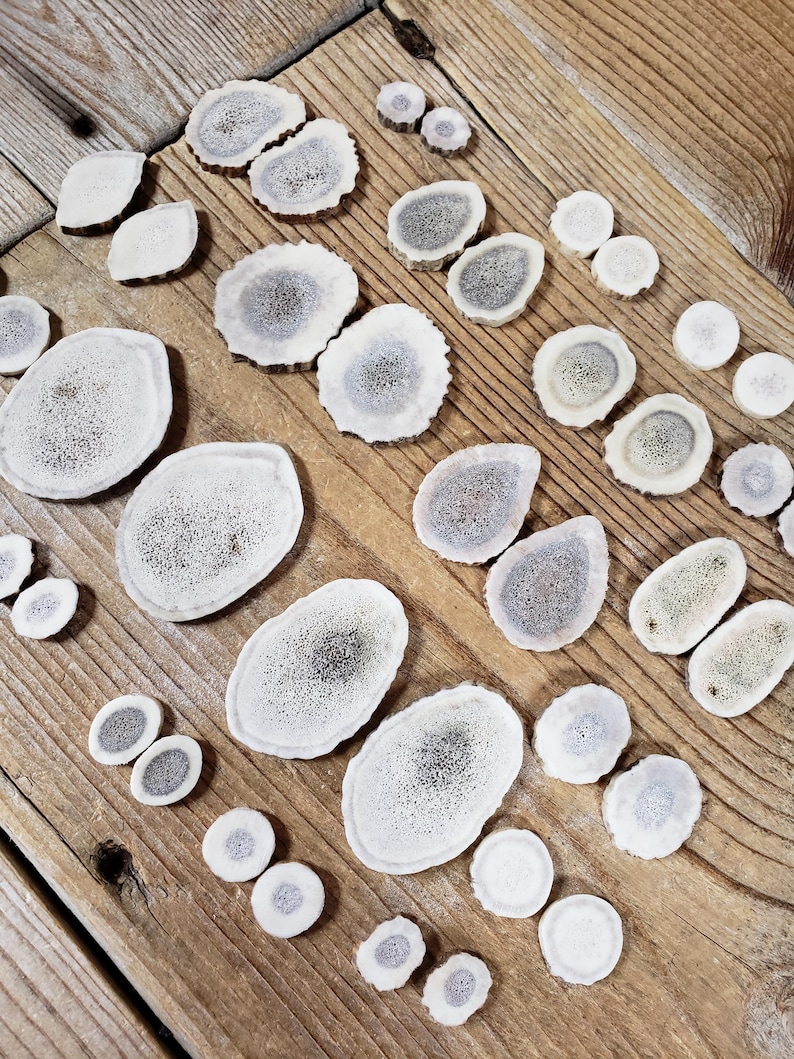 May include: Various-sized antler slices in off-white with grey-brown centres, arranged on a weathered wooden surface. The slices are oval and round, displaying natural textures and patterns. Measurements are in cm.