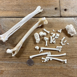 May include: An assortment of animal bones, including two larger leg bones and several smaller fragments, are arranged on a wooden surface. The bones vary in size and shape, with a coin for scale. The bones are off-white and beige.