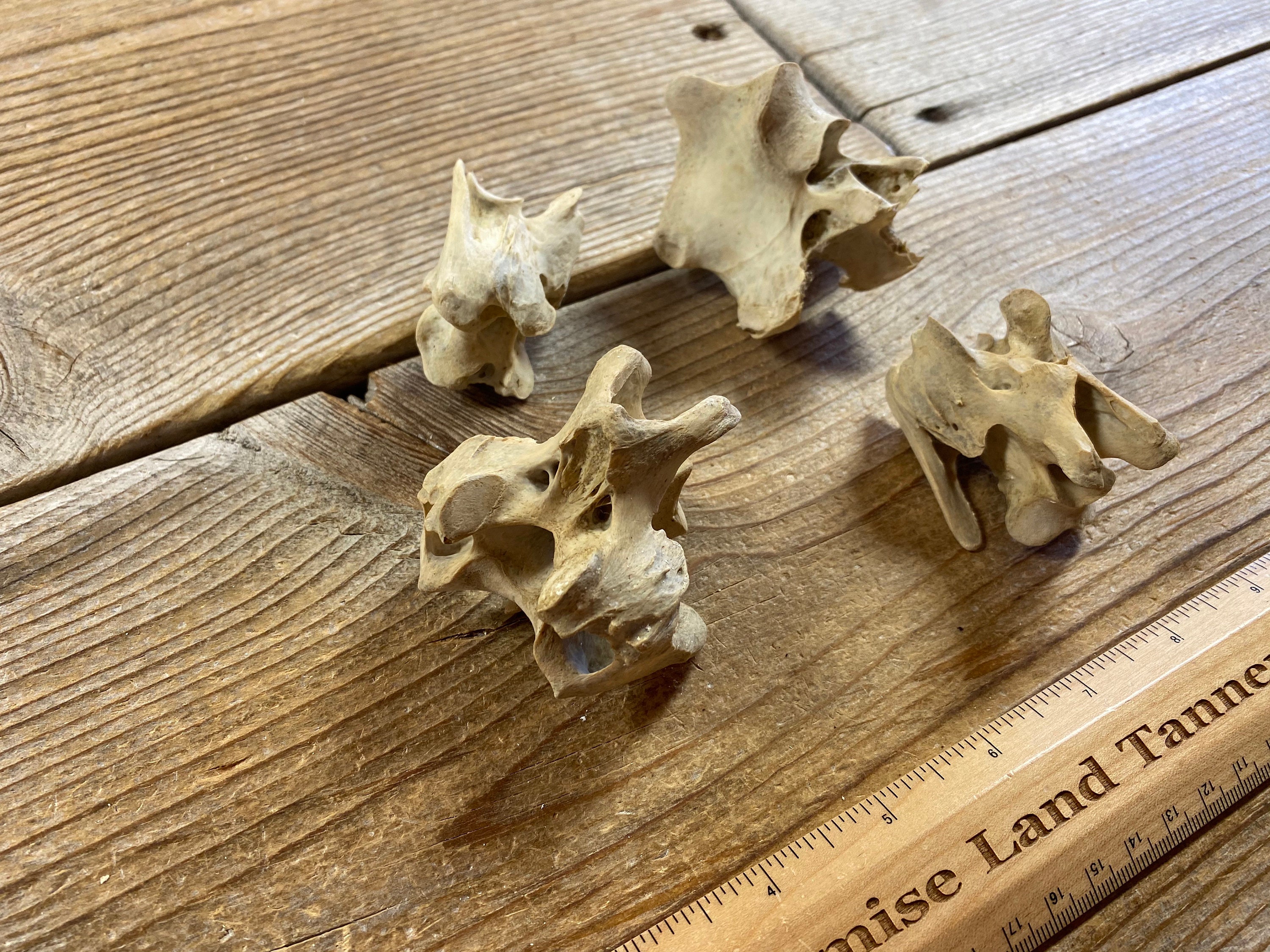 Emu Vertebrae Real Bones 4 Assorted Pieces Lot No Etsy