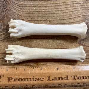 Goat Cannon Bones - Pair of Bones - Real Bones - Lot No. 220707-Q