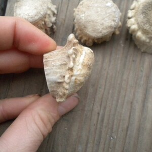 XSmall-Small Deer Antler Burrs - Carvers Special - Jewelry Size - 5 pcs imagem 3