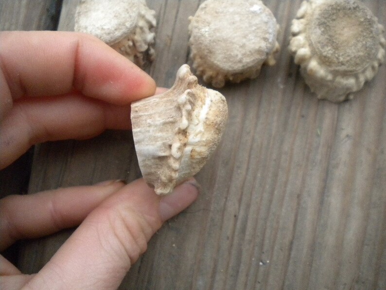 XSmall-Small Deer Antler Burrs - Carvers Special - Jewelry Size - 5 pcs imagem 3