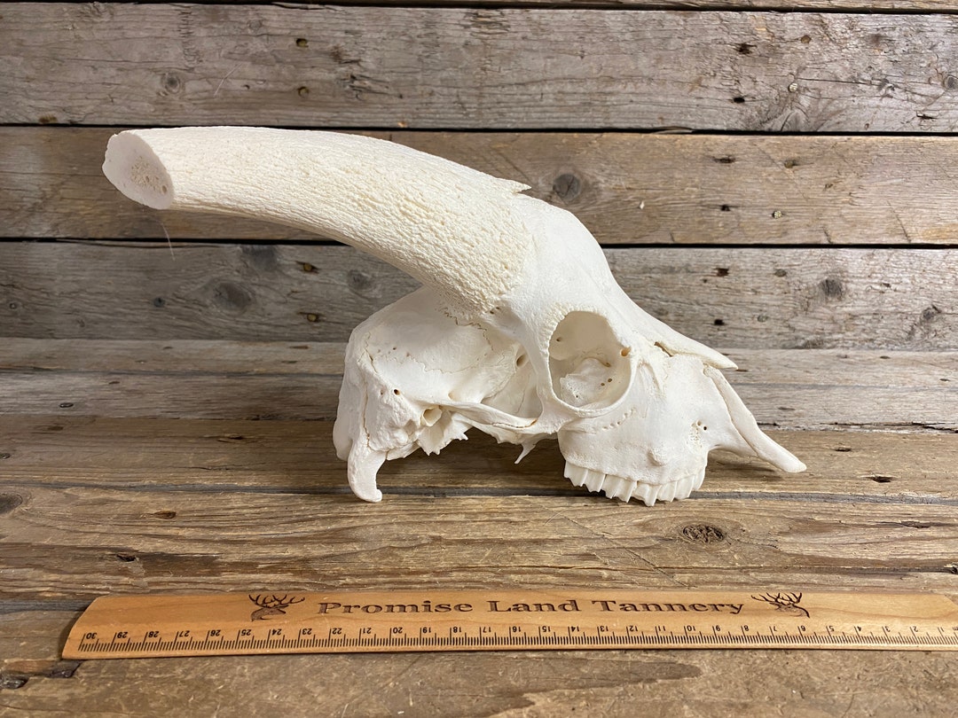 Domestic Goat Skull Classic Quality Horned Goat Skull Lot No. 220914SS