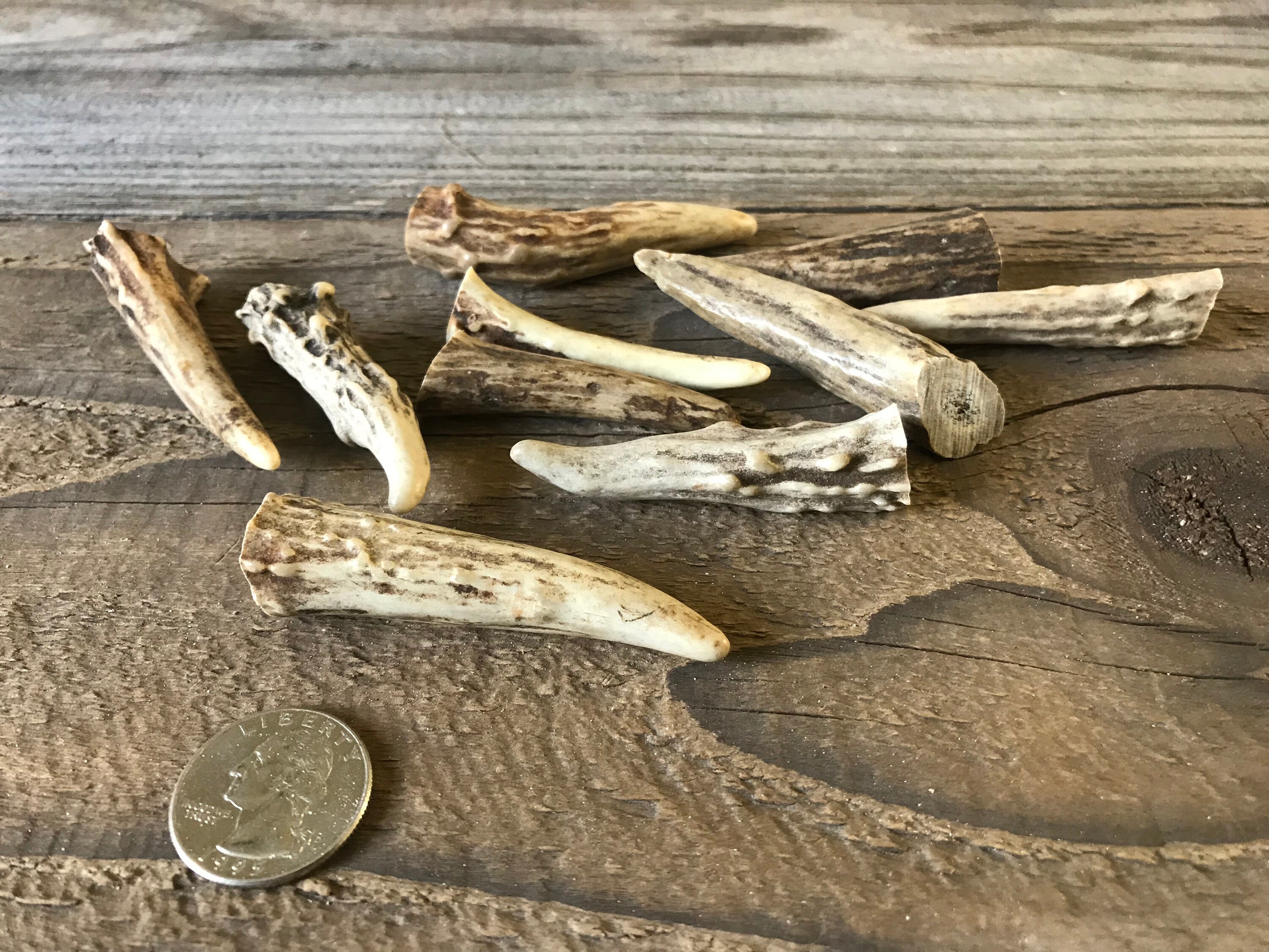 Deer Antler Points Tips 2-3 Inches 10 Pieces Lot No. | Etsy