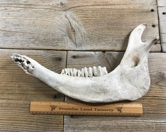 Nature Cleaned Cow Lower Jaw Bone - Lot No. 201015-PP