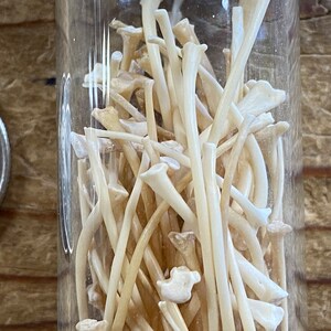May include: A glass jar filled with a collection of small, white, bone-like objects. The jar is sitting on a wooden surface.