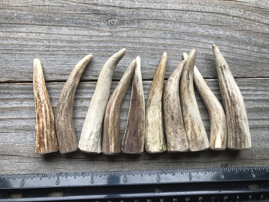 Deer Antler Points 3 to 3 3/8 Inches Drilled Your Way Etsy