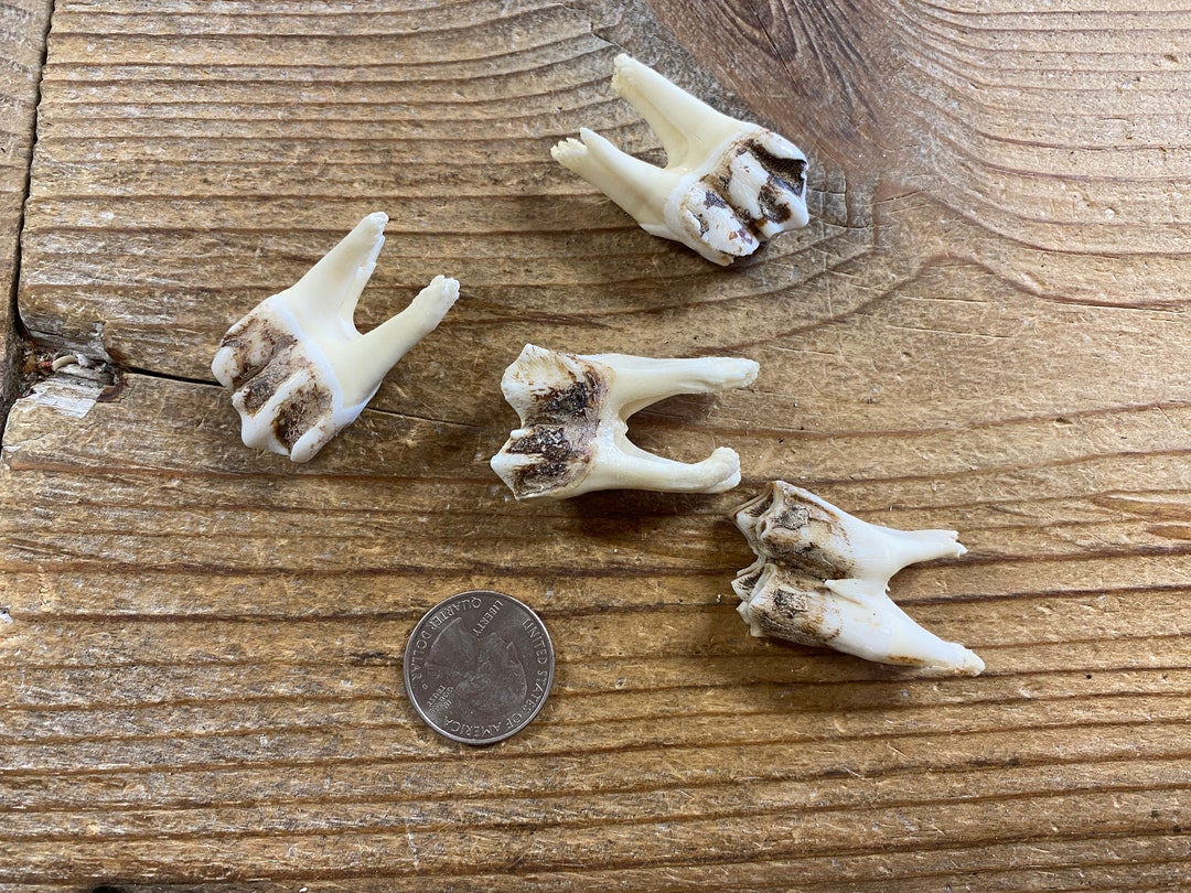 Large Mammal Molars Real Animal Teeth 4 Teeth Lot No. 220721-MM - Etsy