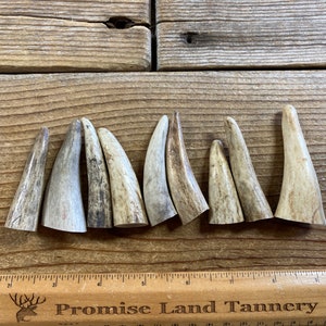 Elk Antler Points - Drilled Your Way - Lot No. 230604-PP