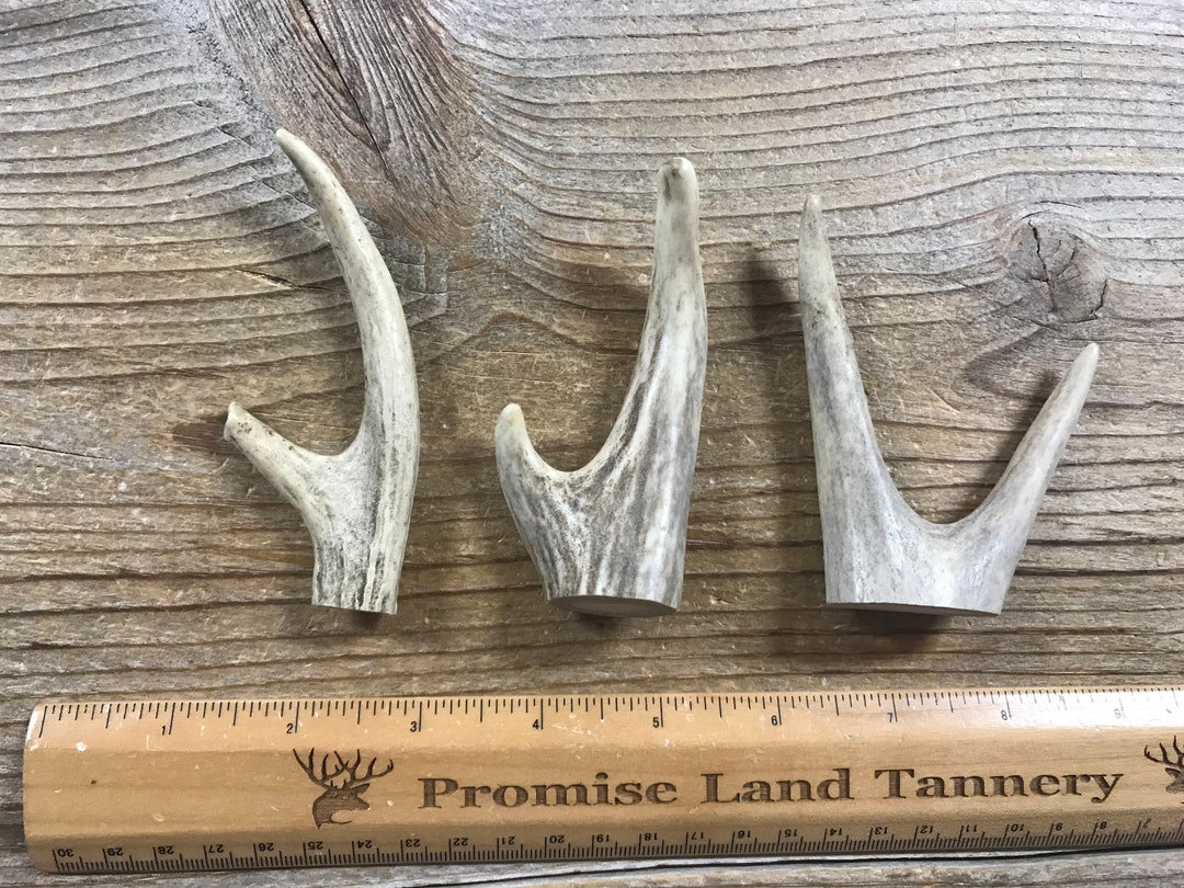 Deer Antler Points 4 Inches Maximum Drilled Your Way Real Antler Horns ...