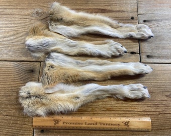 Set of 4 Coyote Feet - Set of Paws - Lot No. 240303-H