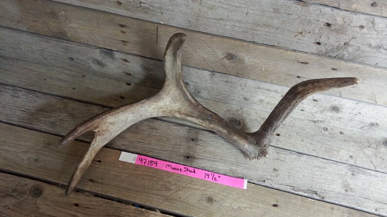 Lot No Moose Antler 47189HP Fresh Small Shed