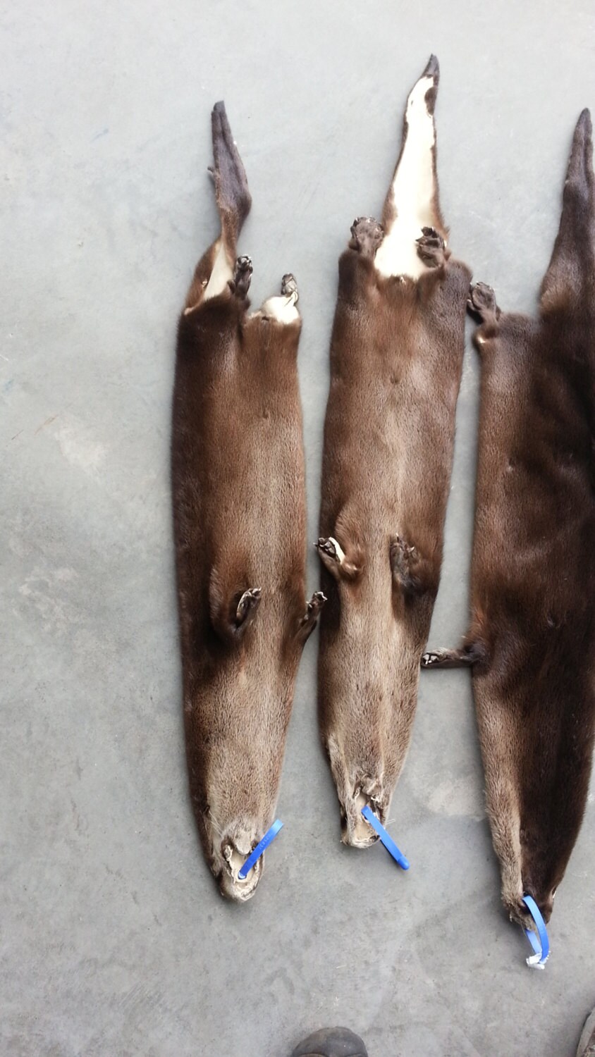 art craft animal hide,tanned fur good leather. River Otter pelt decoration 