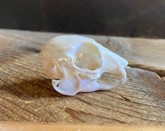 Domestic Rabbit Skull - Juvenile - Classic Quality - Oryctolagus cuniculus - Lot No. 220804-ZZ