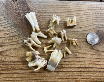 Large Assorted Molars - Real Animal Teeth - 14 Teeth - Lot No. 220914-NN