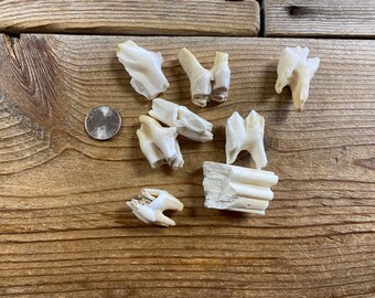 Large Mammal Molars - Real Animal Teeth - 8 Teeth - Lot No. 220429-GGG