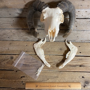 Shetland Sheep Skull - Collector Quality - Ram - Lot No. 231008-GG