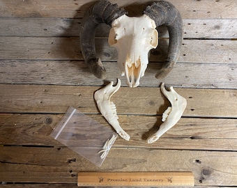 Shetland Sheep Skull - Collector Quality - Ram - Lot No. 231008-GG