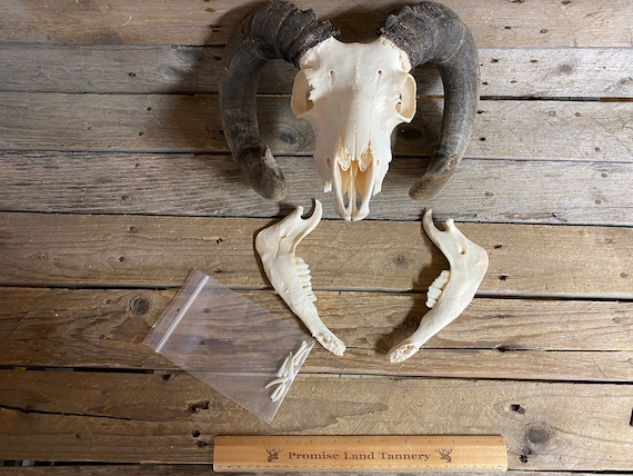 Shetland Sheep Skull - Collector Quality - Ram - Lot No. 231008-GG