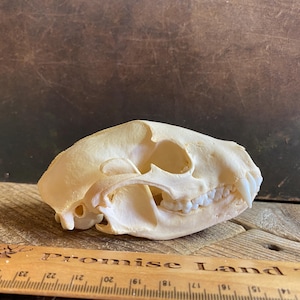 Raccoon Skull - Classic Quality - Procyon lotor - Lot No. 240609-C