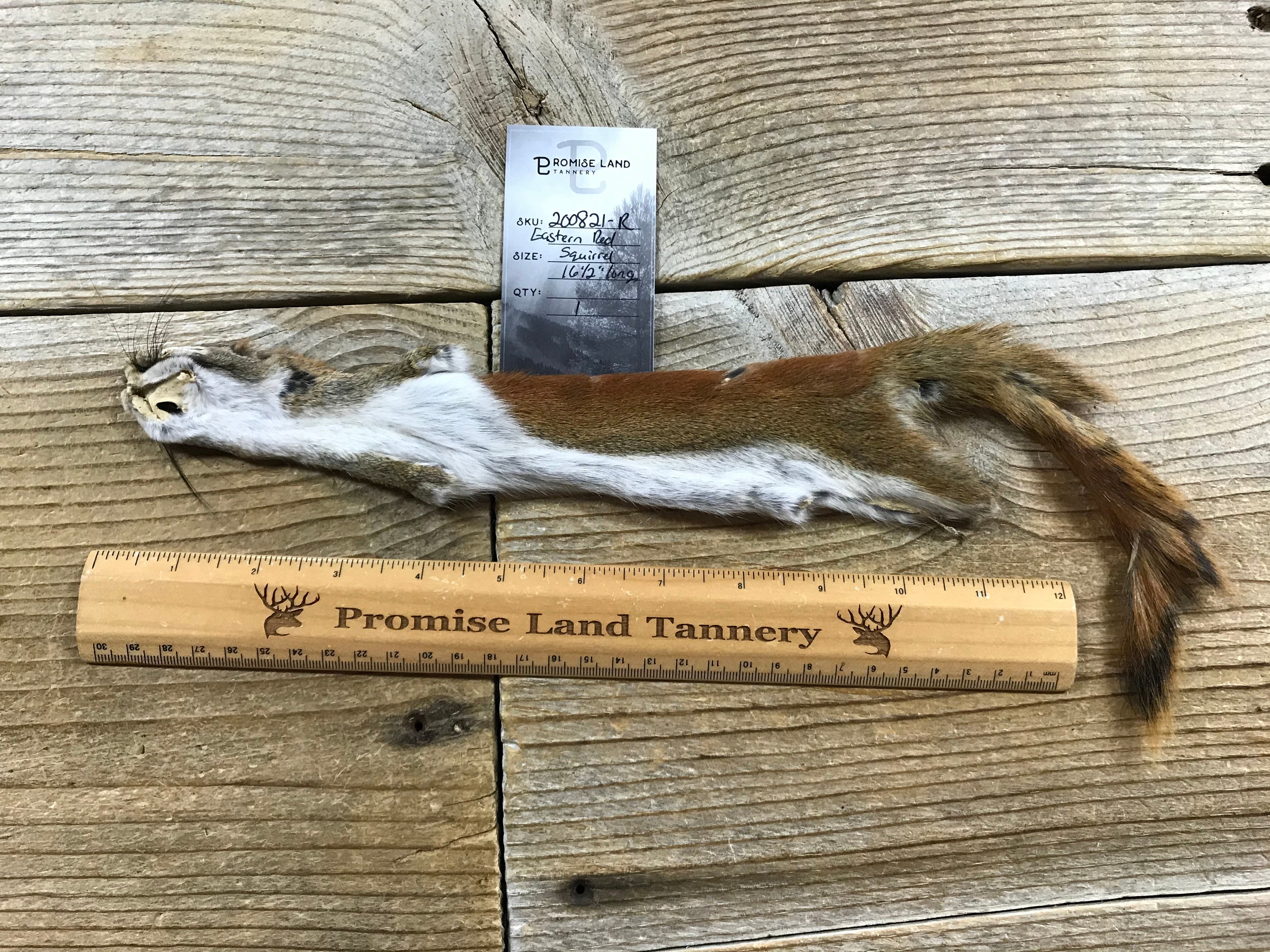 Red Squirrel Fur Pelt One Full Skin Lot No. 200821R Etsy