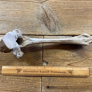 Nature Cleaned Large Highland Bull Thoracic Vertebrae - Lot No. 240502-WW