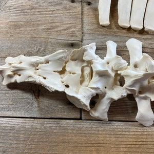 May include: A close-up of a set of white animal bones, likely from a dog or cat, arranged on a wooden surface. The bones are clean and appear to be part of a skeleton.