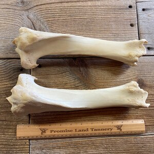 Pair of Cow Tibia Bones - Real Bones - Lot No. 230302-VV