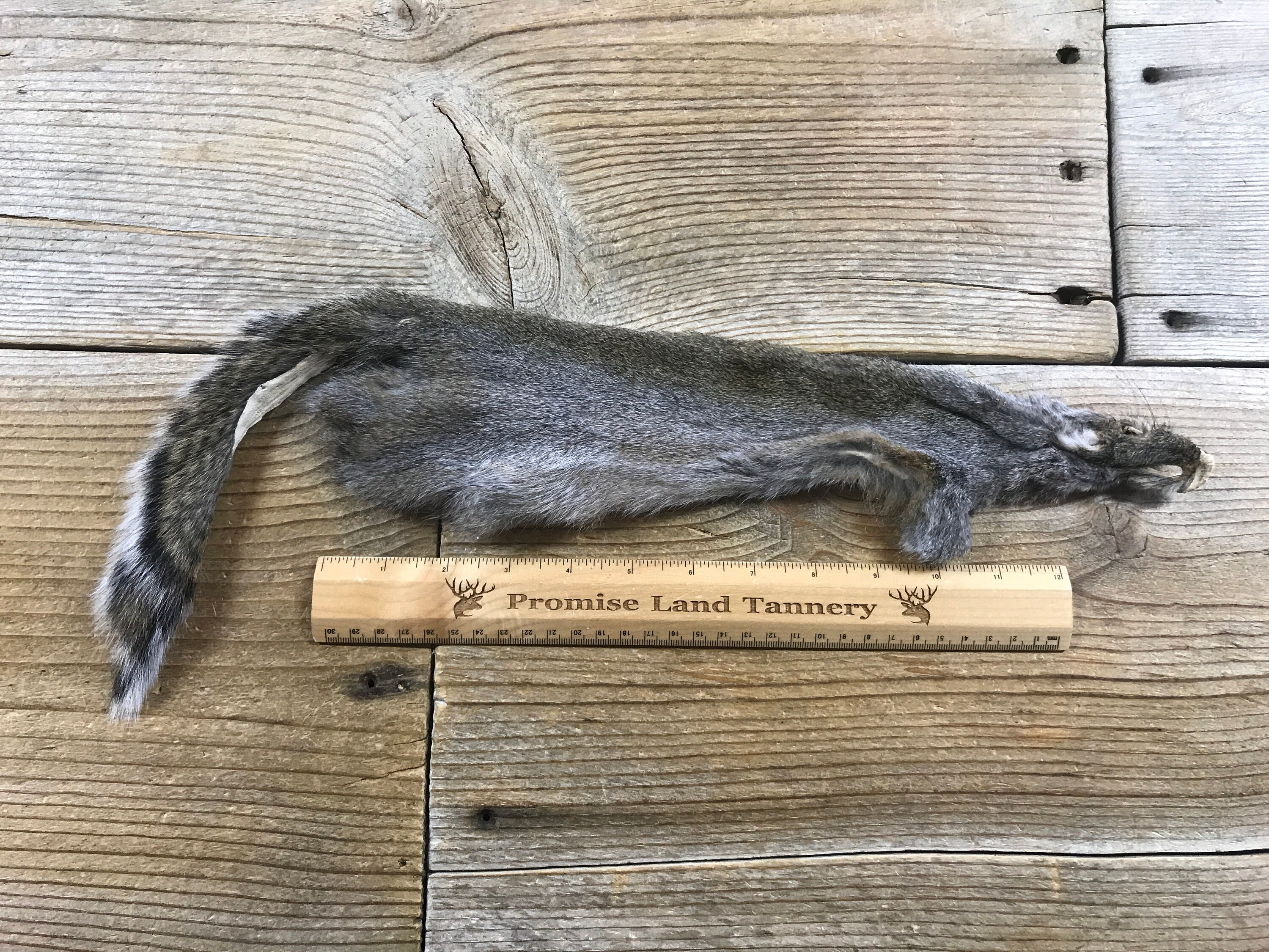 Eastern Grey Squirrel Fur Pelt One Full Skin Lot No. Etsy
