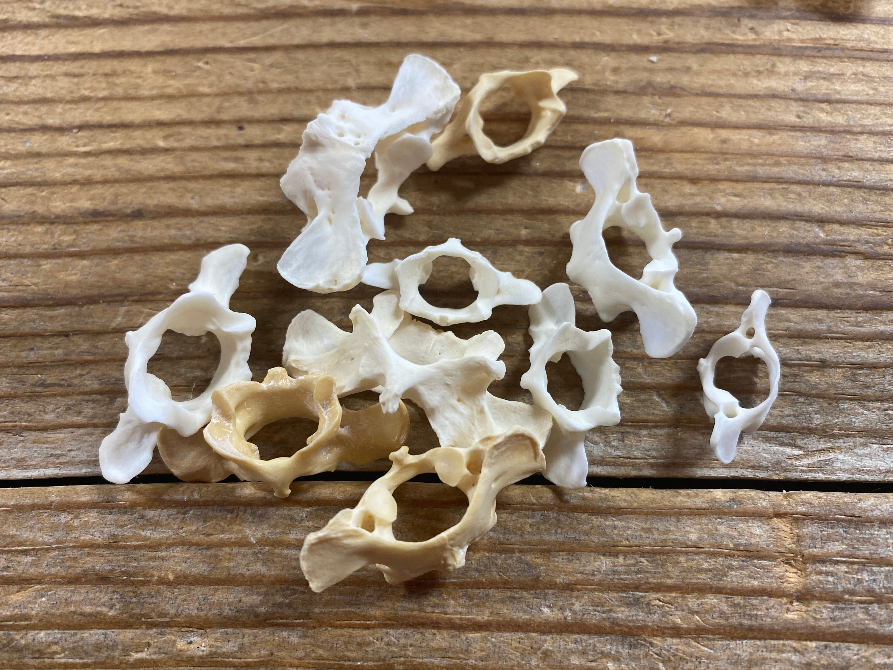 Atlas Rabbit Atlas Vertebra Of Rabbit Diagram