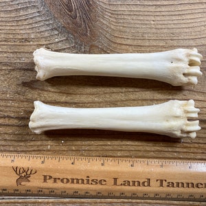 Goat Cannon Bones - Pair of Bones - Real Bones - Lot No. 220901-U