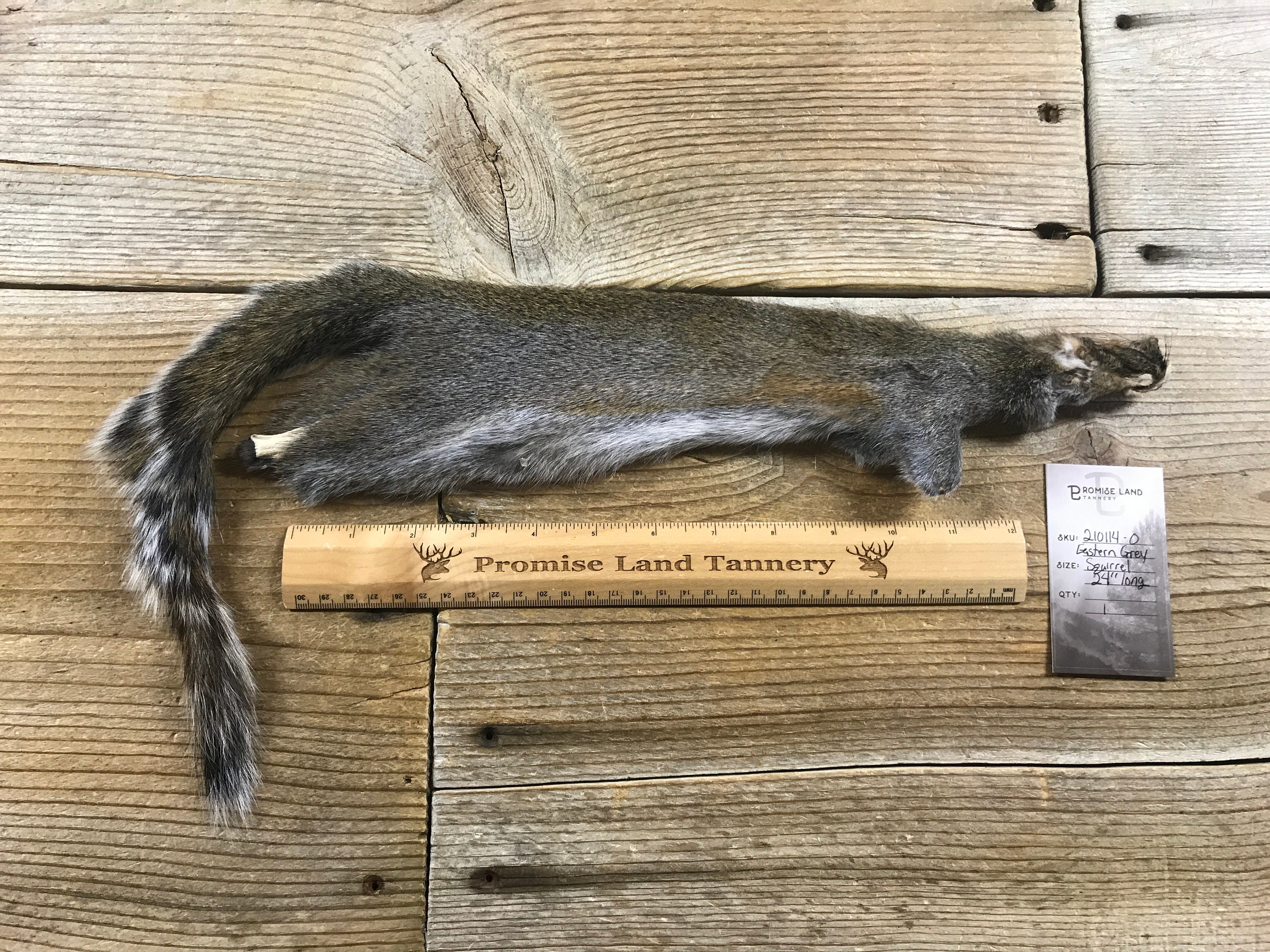 Eastern Grey Squirrel Fur Pelt One Full Skin Lot No. Etsy
