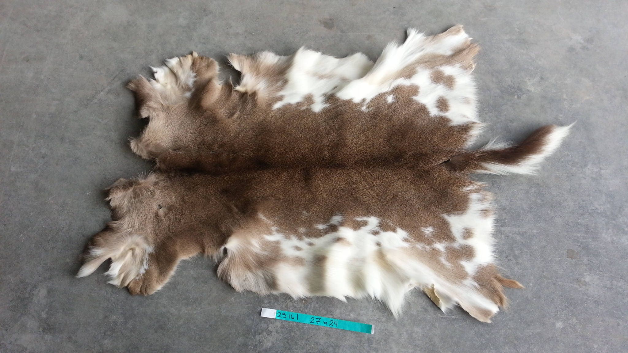 Small Piebald Whitetail Deer Hide Medium Haired Lot No. Etsy
