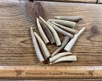 Deer Antler Points Tips - 13 Pieces - Lot No. 231207-MMM