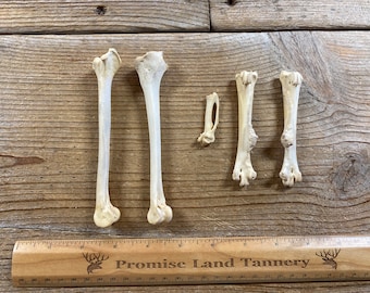 Jewelry Assortment of Chicken Bones - Pairs of Real Bones - Lot No. 230907-KK