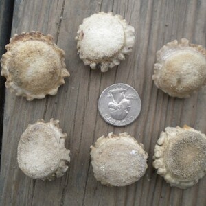 XSmall-Small Deer Antler Burrs - Carvers Special - Jewelry Size - 5 pcs imagem 2