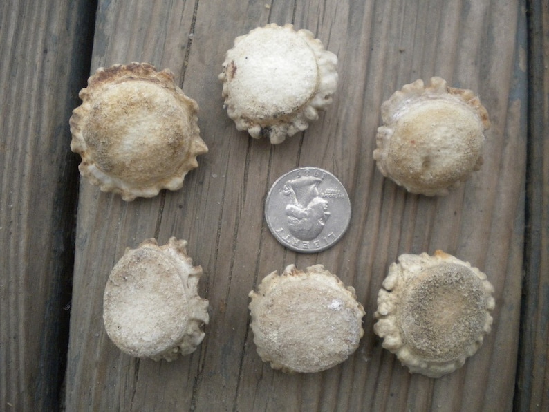 XSmall-Small Deer Antler Burrs - Carvers Special - Jewelry Size - 5 pcs imagem 2