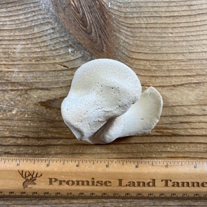 Juvenile Horse Talus and Calcaneus Bones - Real Bone - Lot No. 220427-CCC