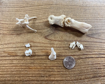 Assorted Pathological Bones - Real Bone - Lot No. 231205-GG