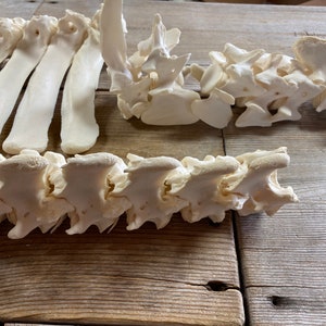 May include: A close-up of a white animal spine, likely from a deer or other mammal, on a wooden surface. The spine is made up of individual vertebrae, each with a distinct shape and structure.