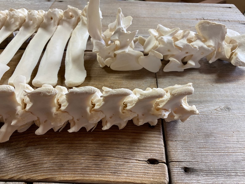 May include: A close-up of a white animal spine, likely from a deer or other mammal, on a wooden surface. The spine is made up of individual vertebrae, each with a distinct shape and structure.