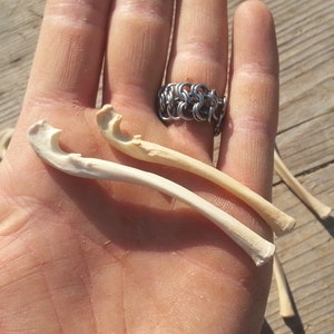 May include: Three small, white, curved bones, likely from a bird, are held in a hand. The bones are about 5 inches long.