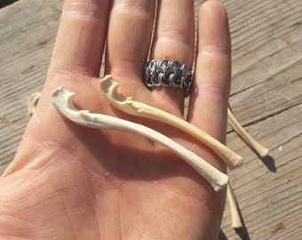 Domestic Rabbit Ulnas - Real Bones - Stock No. 1-11