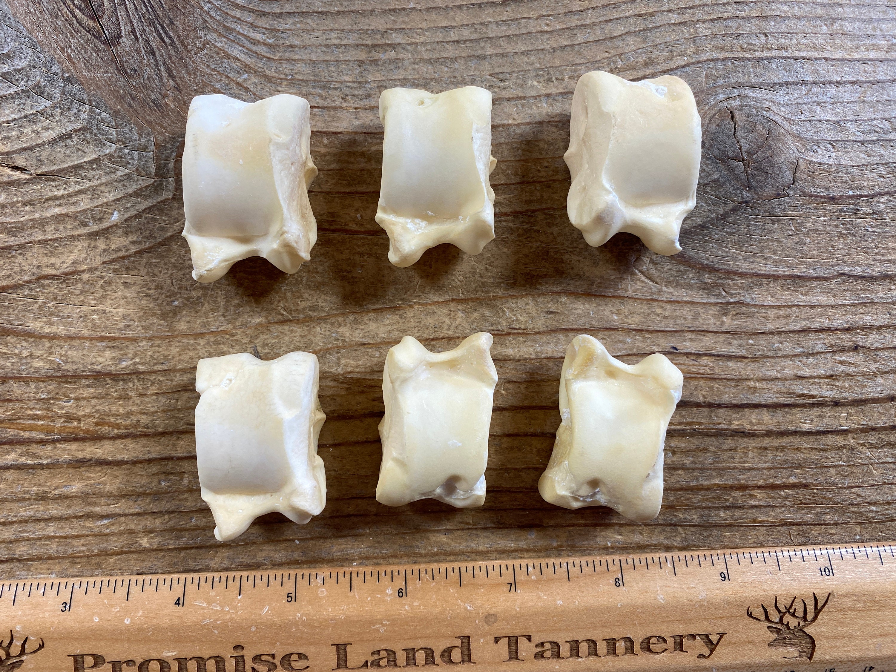 Primitive Astragalus Bone Dice Deer Goat or Sheep Tali Etsy
