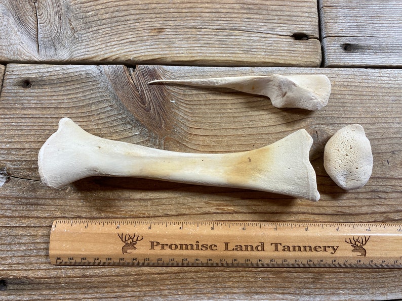 Juvenile Horse Radius and Ulna Bones Real Bone Lot No. Etsy