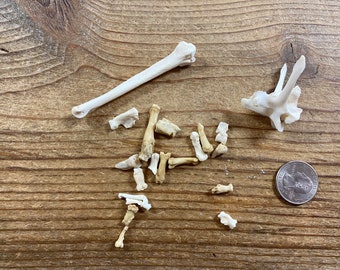 May include: A collection of small, white animal bones on a wooden surface. A larger bone is in the upper left corner of the image. A US quarter is in the lower right corner of the image for scale.